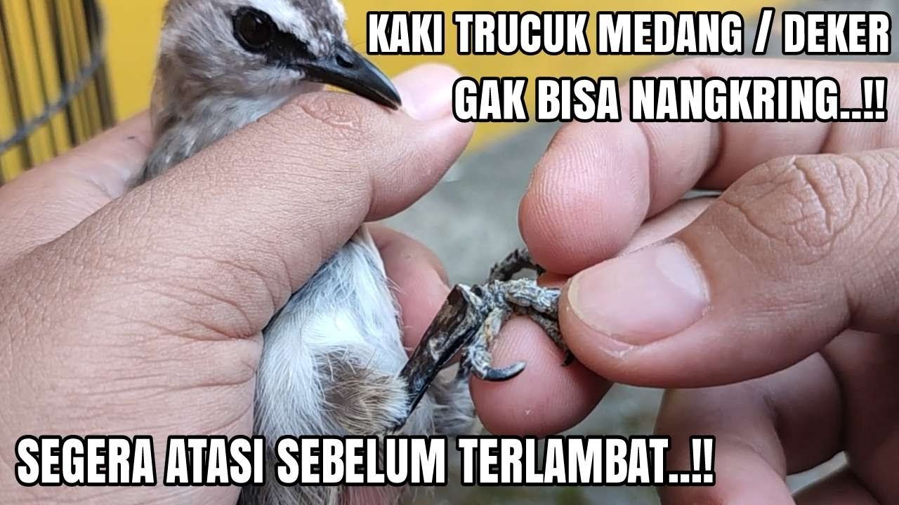 CARA MENGATASI KAKI TRUCUK YANG MEDANG / DEKER