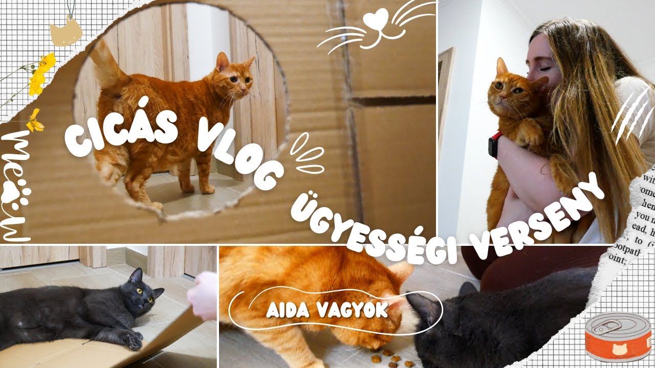 cica vlog: ÜGYESSÉGI FELADATOKAT CSINÁLTUNK A CICÁINKKAL! KI VOLT AZ ÜGYESEBB: CATTY VAGY CUPLI?! 🙀