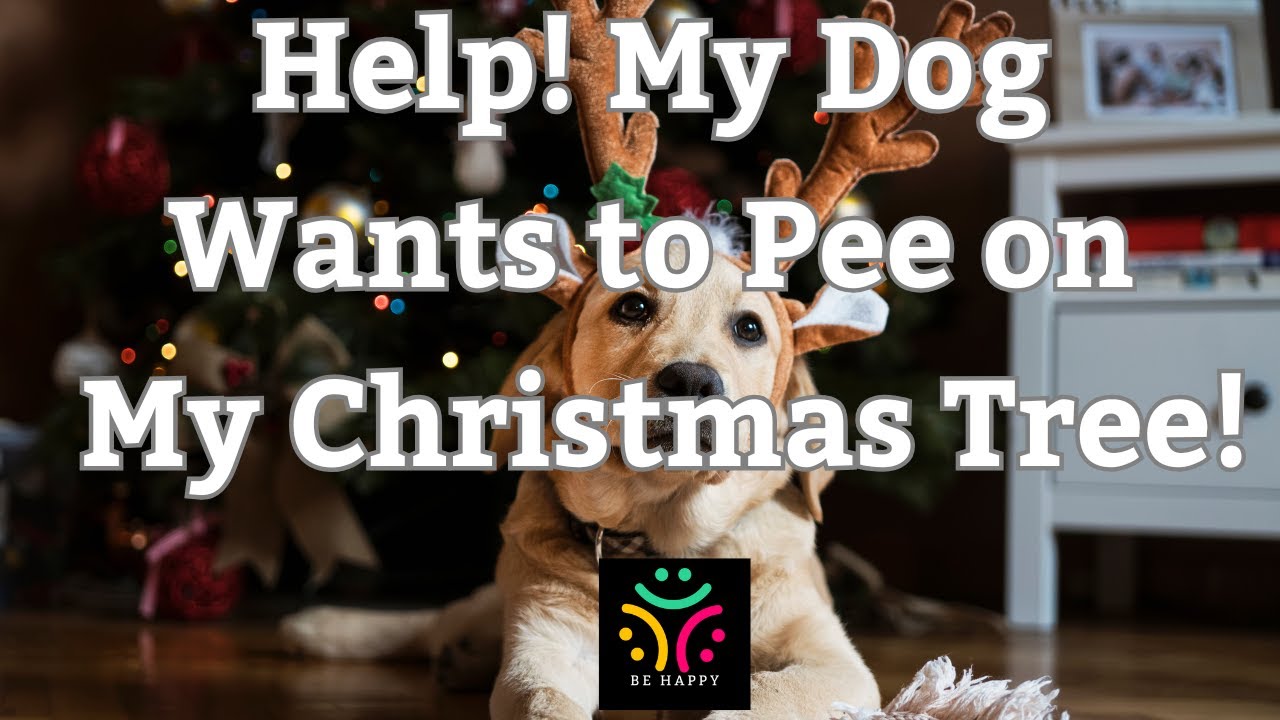 Holiday Dog Training Tips: Prevent Accidents & Safety Tips, with Stephanie Barger, Canine Zen