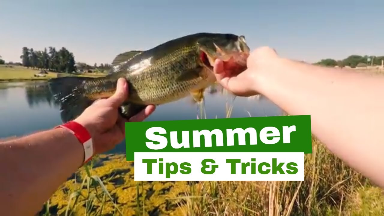 Best Summer Bass fishing technique and Tips