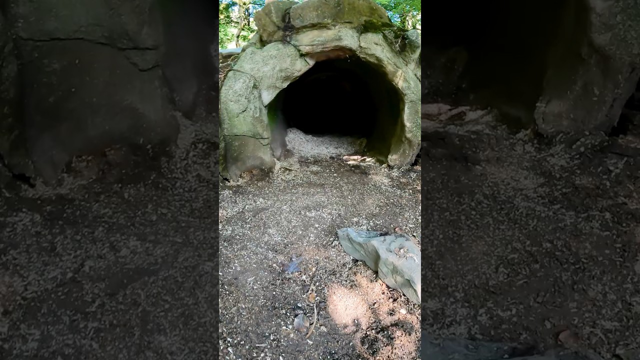 🐻 KIJKJE IN EEN BERENHOL | Het Berenbos in Ouwehands Dierenpark