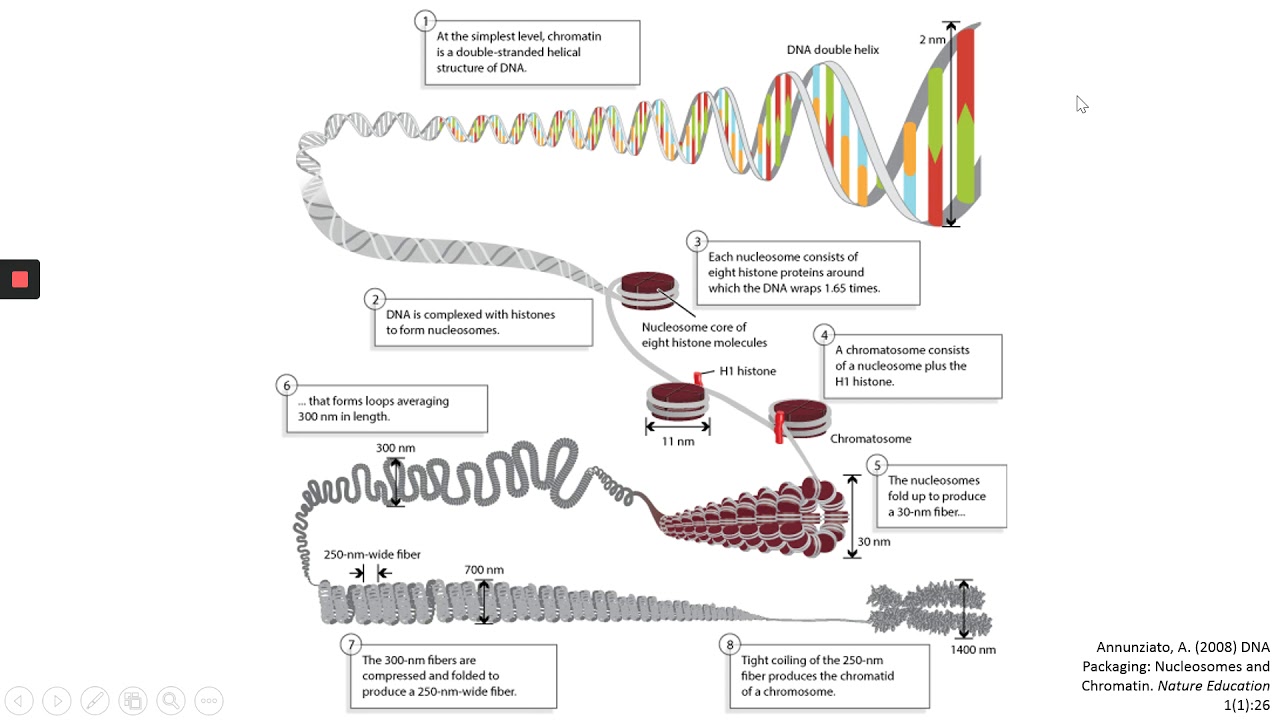 Chromatin Structure