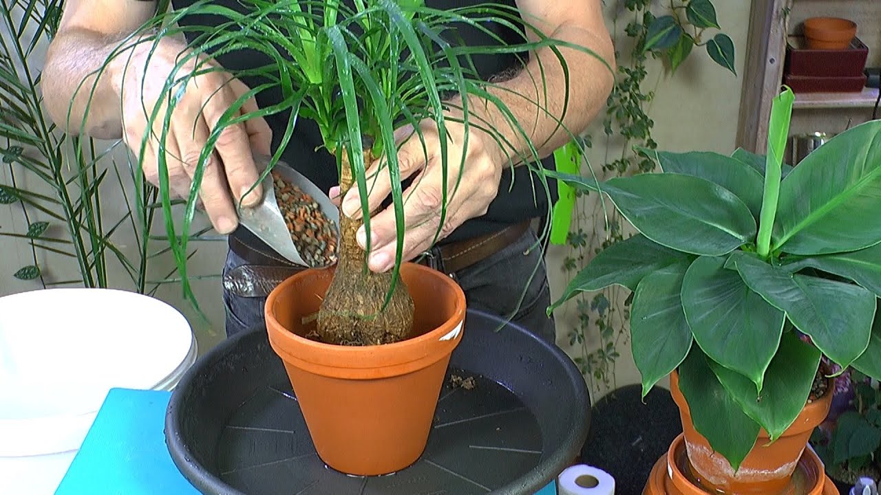 Bananen im Haus. Neuer Elefantenfuß, Sphagnummoos Update und mehr über Zimmerpflanzen erfahren