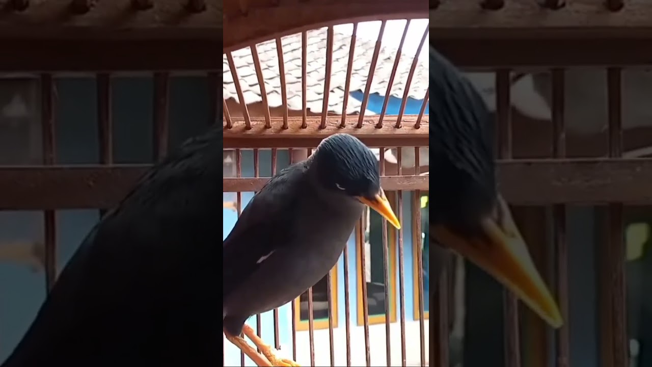 suara memanggil jalak kebo gacor keras #shorts #tranding #viral