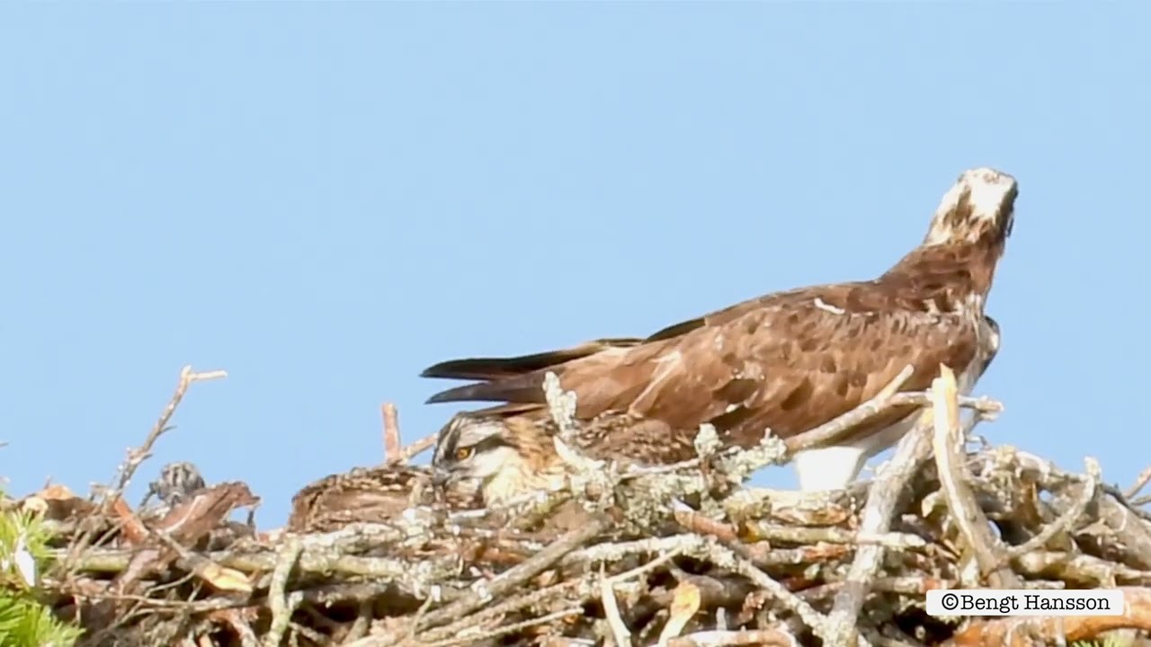 Fiskgjuse, Osprey. 292 meter bort