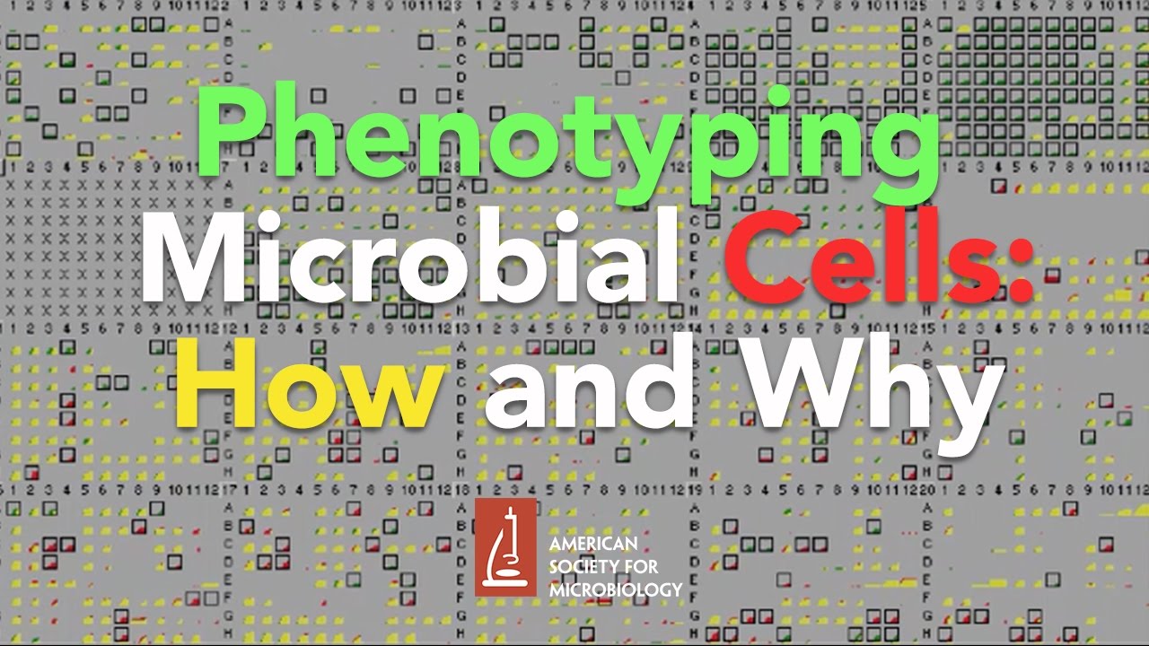 Phenotyping Microbial Cells: How and Why by Barry Bochner, Biolog, Inc.