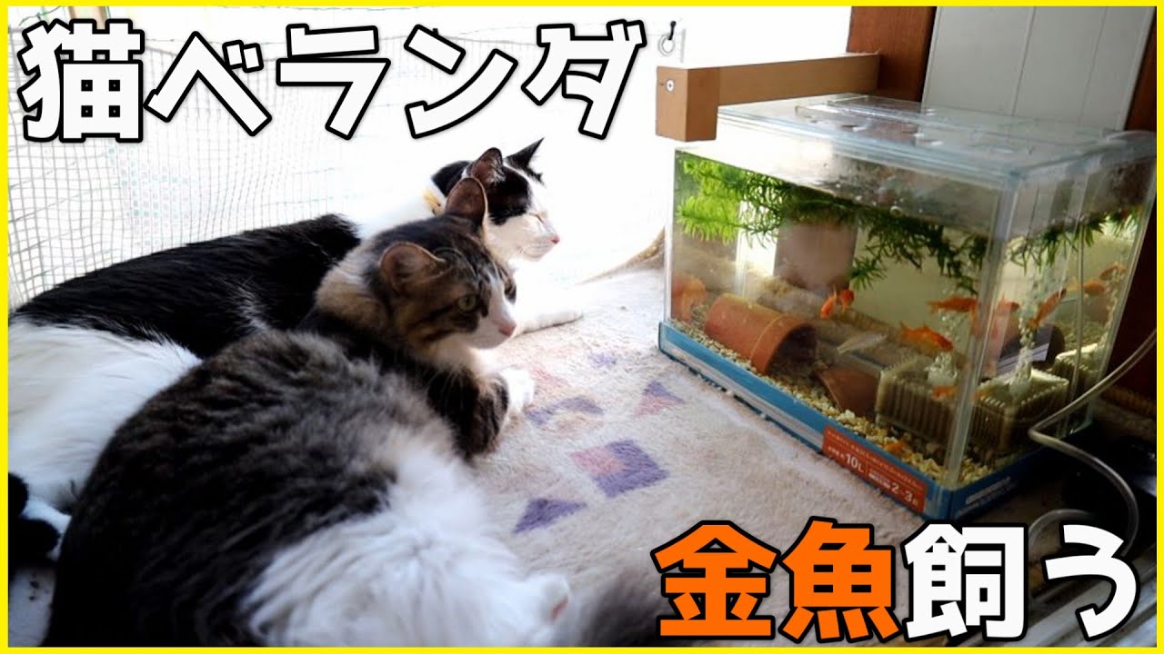 猫ベランダで金魚を飼い始めました！！