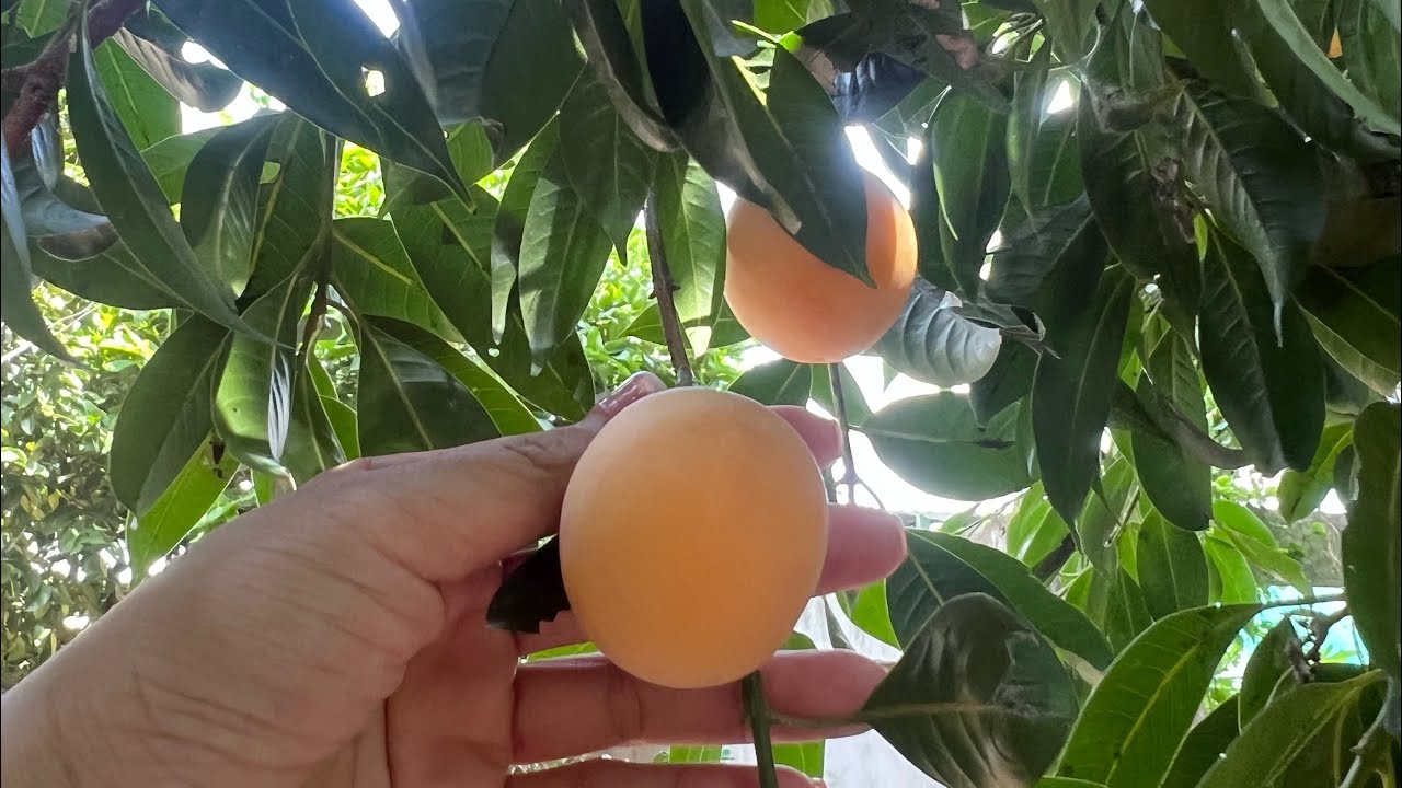 Thanh trà ngọt Bình Minh quê em vào mùa 