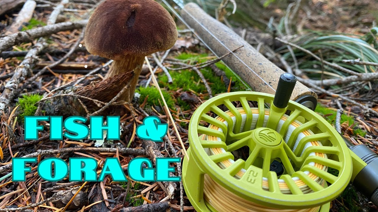 Alpine Lakes Mushrooms and Fishing
