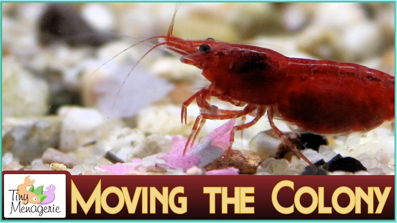 Cherry Shrimp: Moving The Colony to Their New Tank