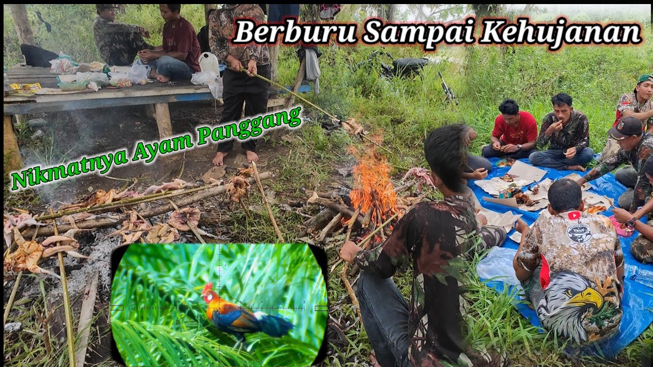 BERBURU AYAM HUTAN SAWIT 140625 || Sampai Kehujanan
