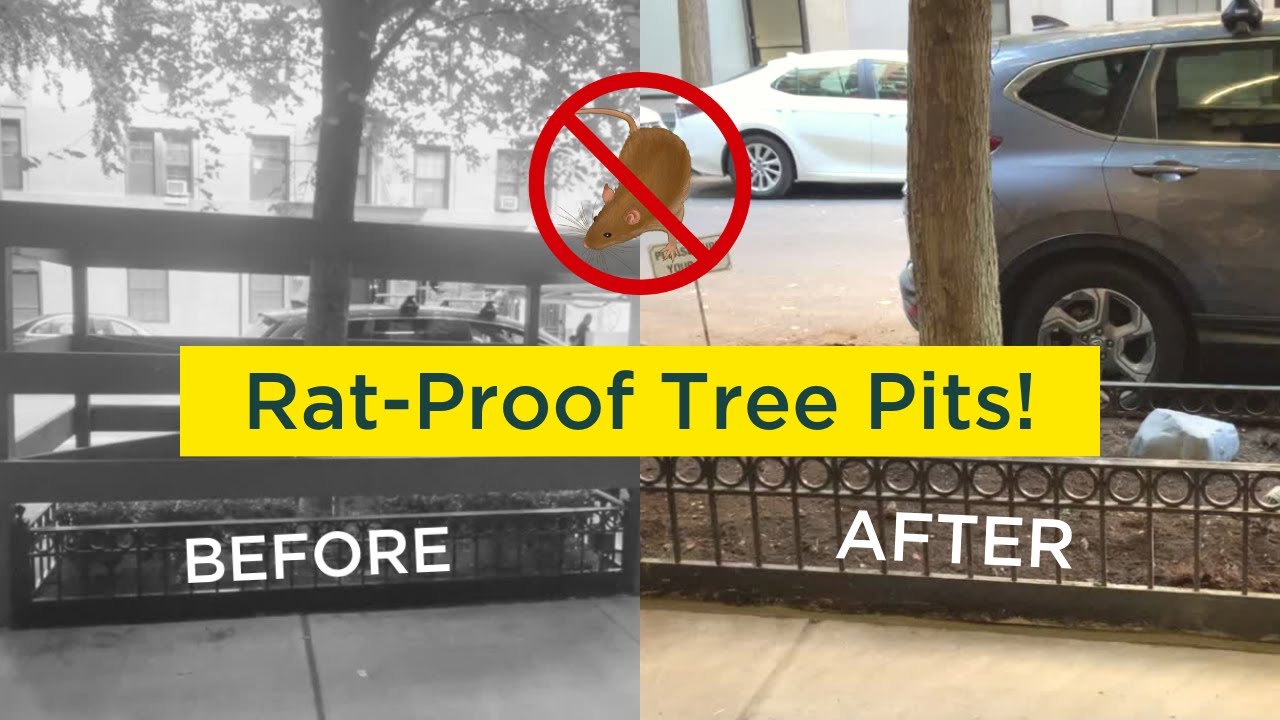 Keep NYC Rats off Your Street by Rat-Proofing Tree Pits (No More Rat Burrows!)
