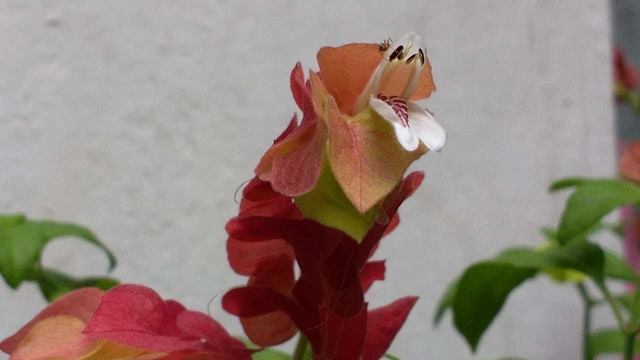 Justicia Brandegeana (Pianta gamberetto)