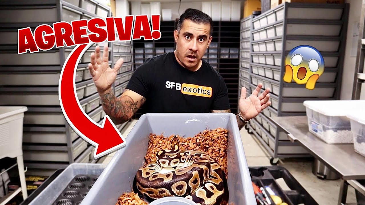 Así Retiramos Huevos De Pitón Bola Agresiva (Casi Sale Mal)