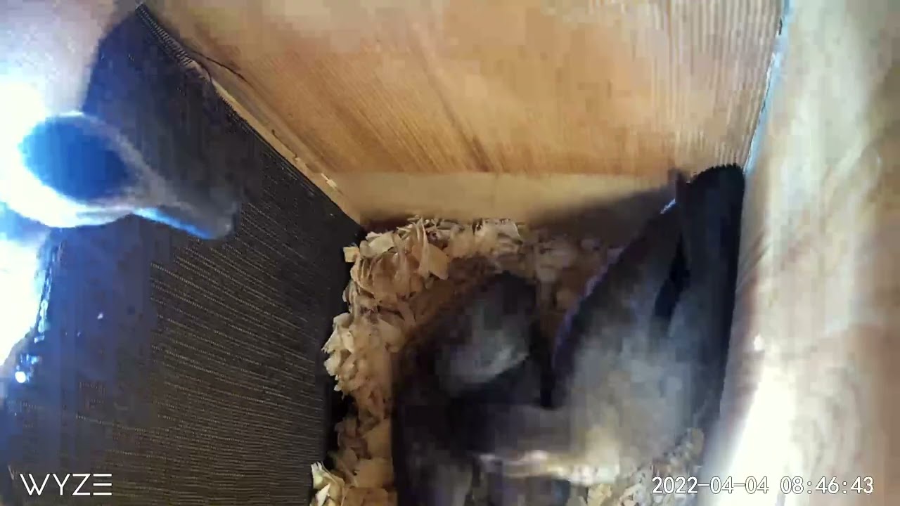 Wood duck and Ring teal in the nest box together.