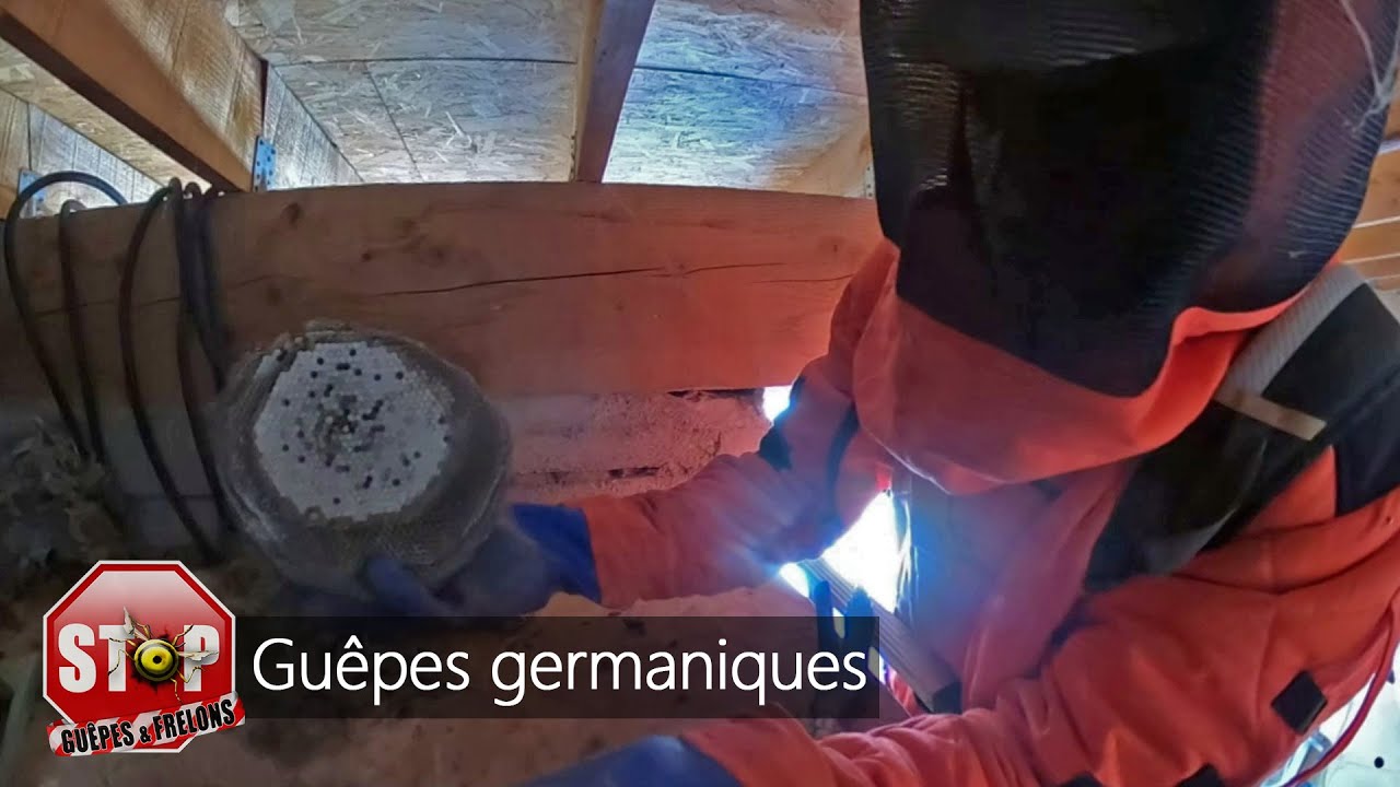 Nid de guêpes germaniques dans un garage