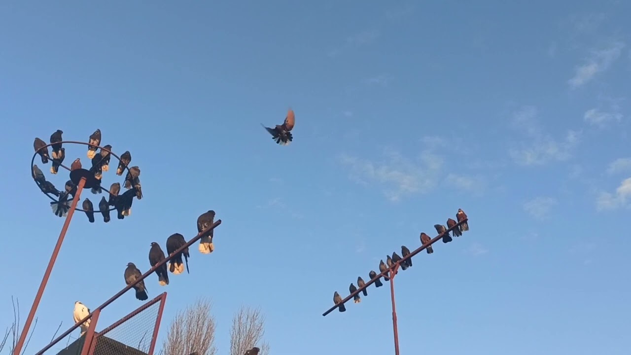 Николаевские голуби, само подьем  05.01.2024г.