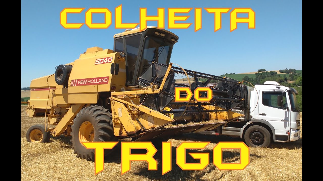 Colheita do trigo TBIO Sossego - New Holland 8040