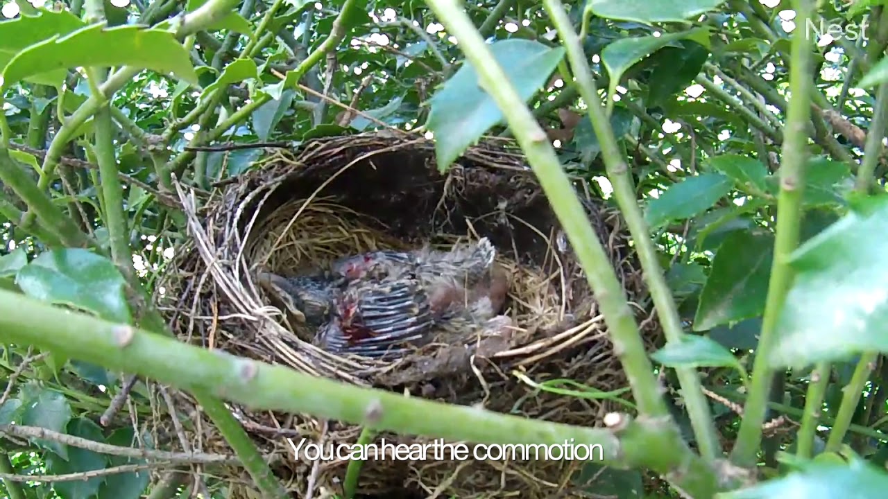 Chipmunk attacks robin nest, steals chicks
