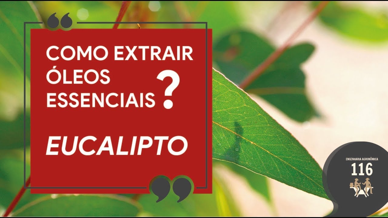 COMO EXTRAIR ÓLEOS ESSENCIAIS? | EUCALIPTO