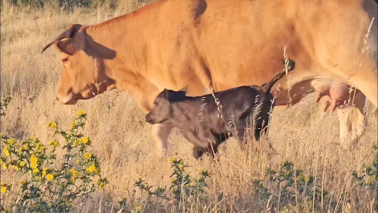 Los protegen sus madres del frío y del calor.👍