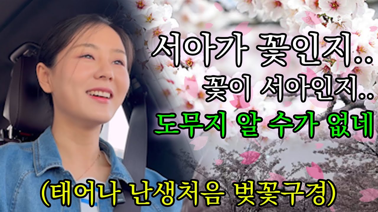 난생처음 벚꽃구경을 하는 평양서아!