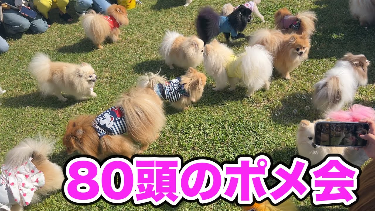 ポメラニアンだらけのポメ会に潜入した結果…