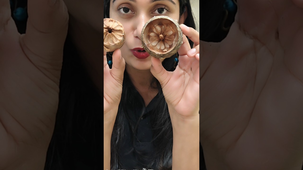 Facts about Female cone of gymnosperms #gymnosperms #cone #seeds #botany #femalecone #archanarathi