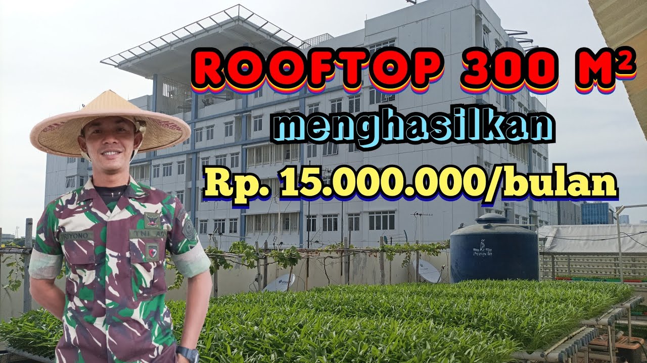 Sukses menghasilkan cuan dari sayuran hidroponik