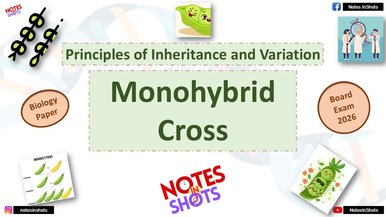 Monohybrid Cross | Principles of Inheritance and Variation 🧬 @NotesInShots  Class 12 #biology 