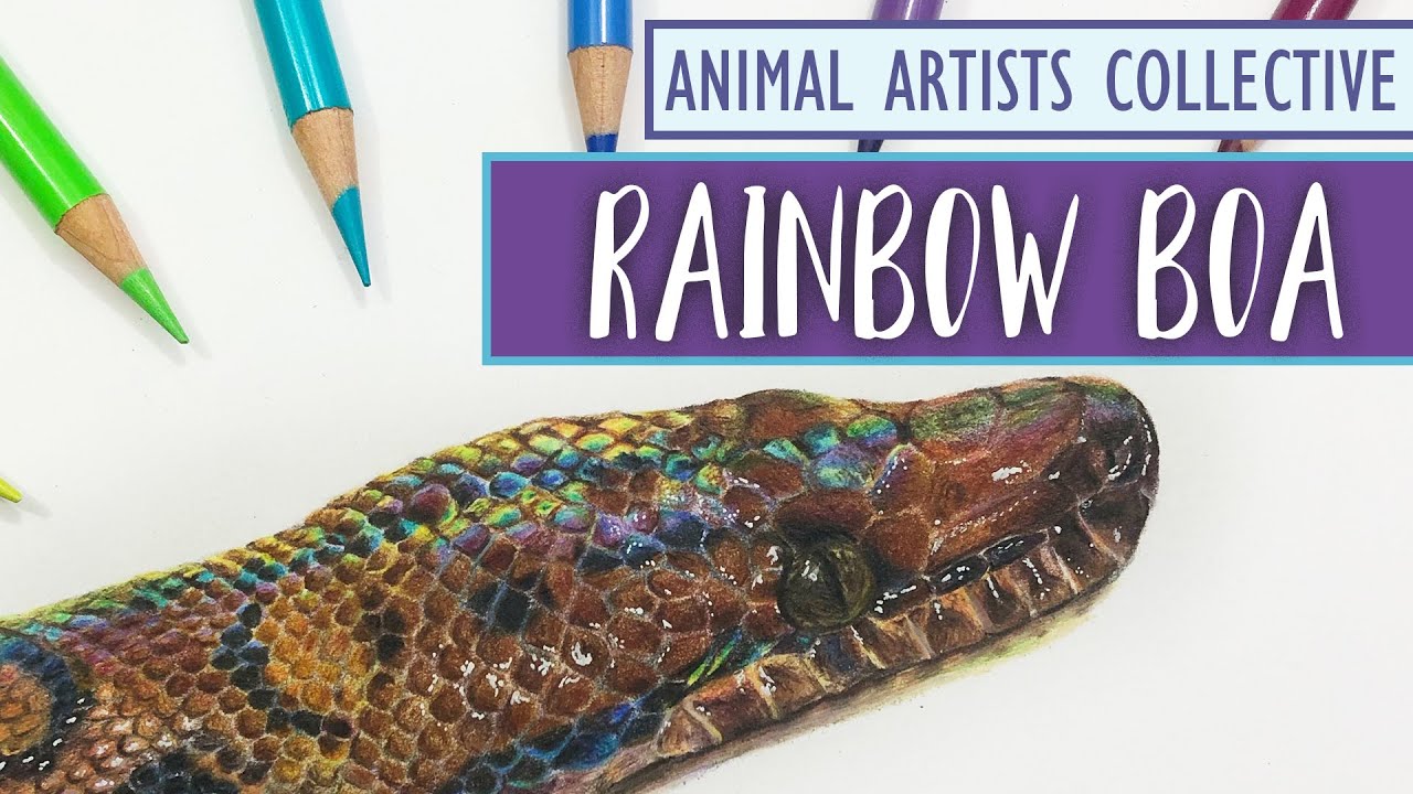 Animal Artists Collective | Drawing a SNAKE with Colored Pencil