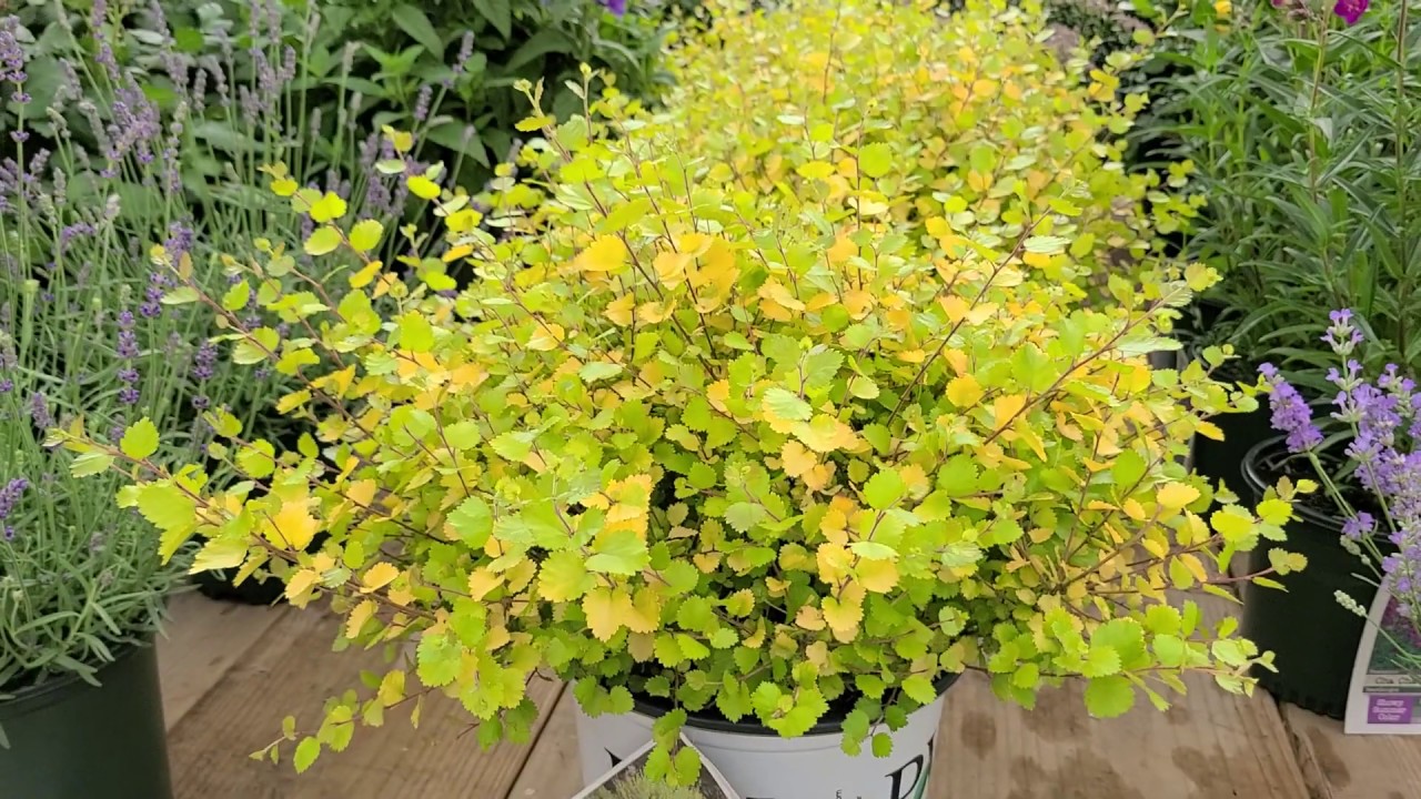 Betula Cesky Gold® (Dwarf Birch) // UNIQUE Mounding, Very Hardy, & Colorful Dwarf Birch!