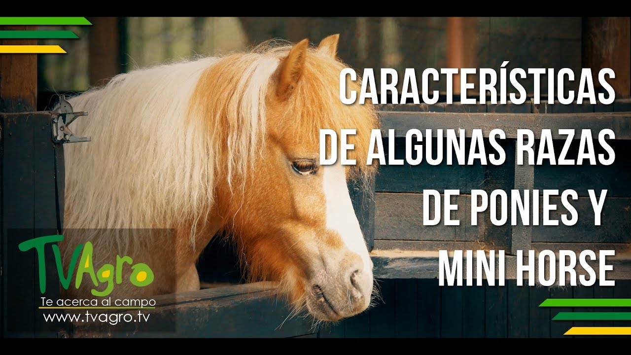 Razas de Ponis y Mini Horse-Mini Horse and Pony Characteristics ENG- TvAgro por Juan Gonzalo Angel