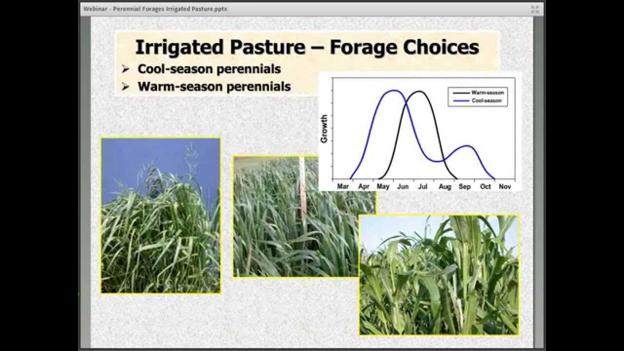 Perennial Forages for Irrigated Pasture 1 0