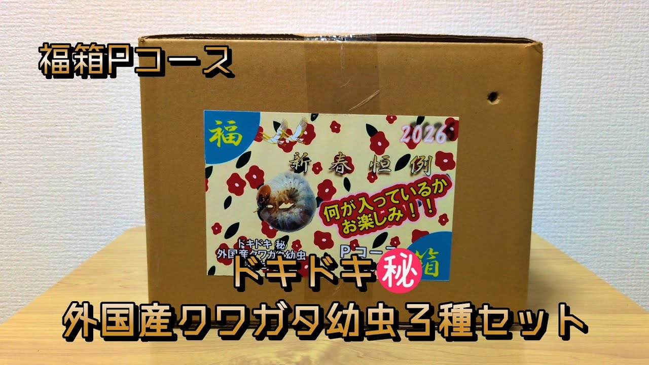 【福袋】何が入っているのかわからないフジコンさんの昆虫福箱が最高だった！！【カブトムシ・クワガタ】