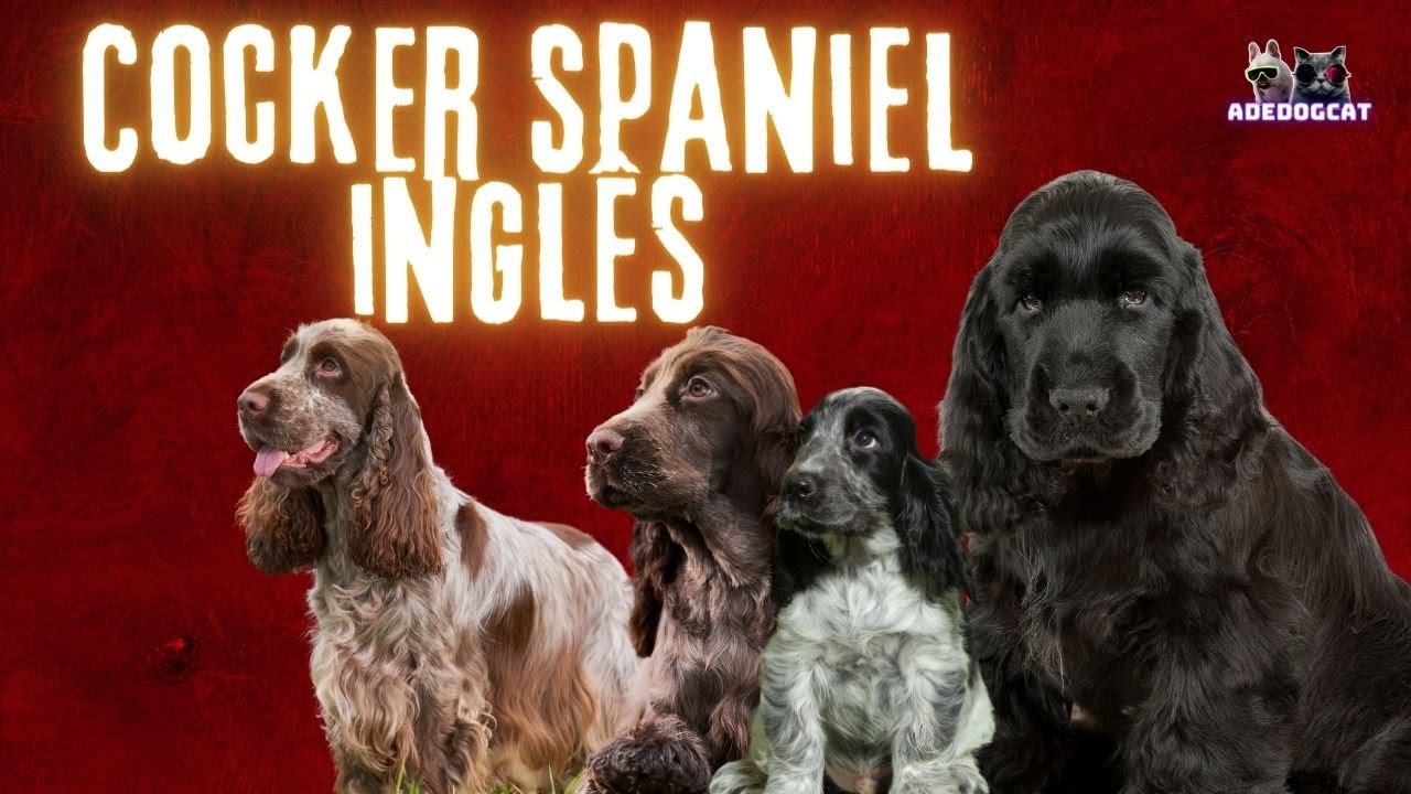 COCKER SPANIEL INGLÊS-CÃO DE CAÇA E COMPANHIA-ADEDOGCAT