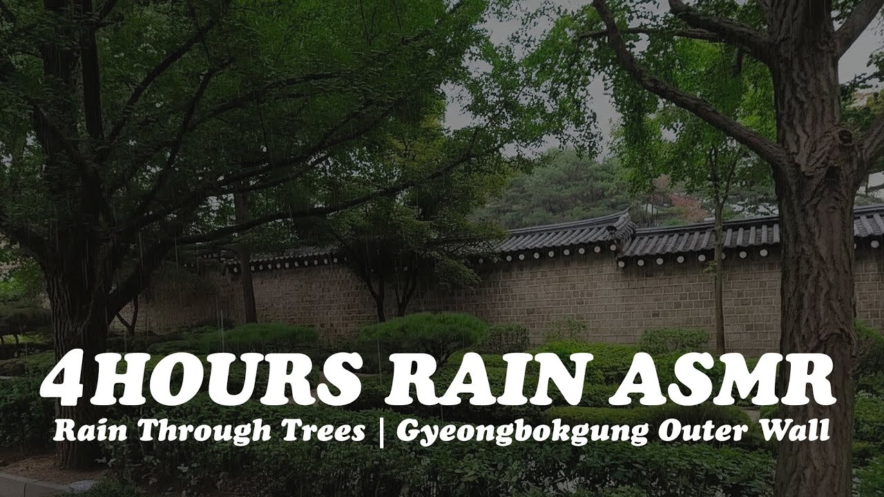 Rain Through Trees | Gyeongbokgung Outer Wall