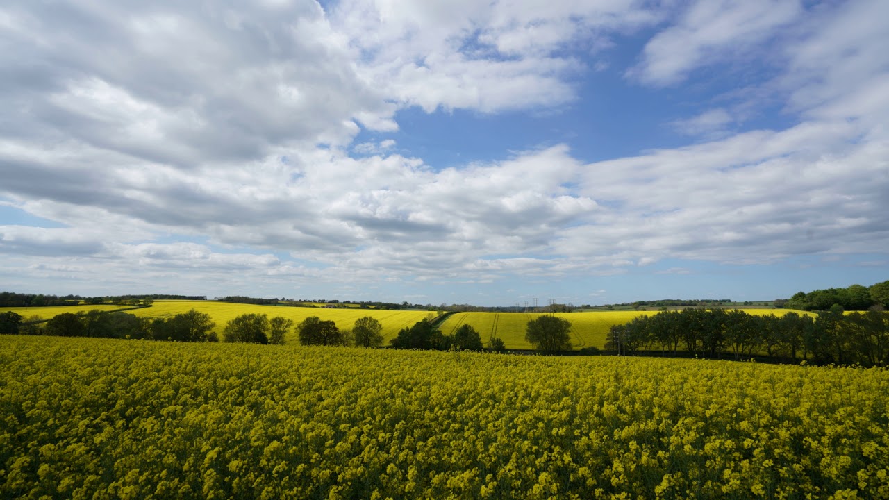 Rapeseed TimeLapse One