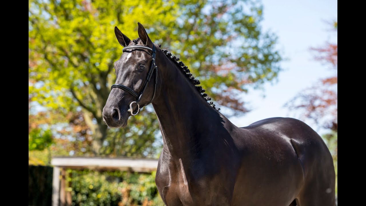 Salanolivia VDL (For Treasure x Cardento) Black – Mare -Born: 2022 – KWPN – 1.63m