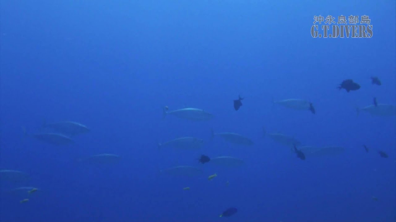 イソマグロの群れ100603