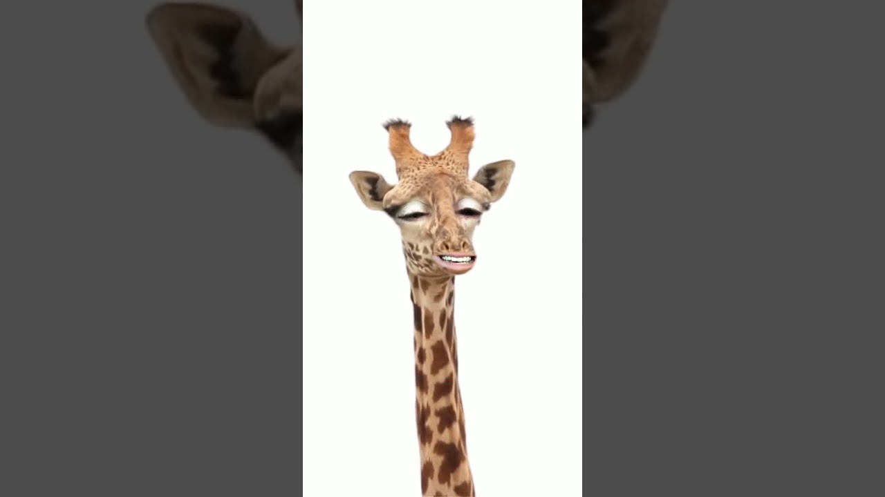 Guten morgen giraffe