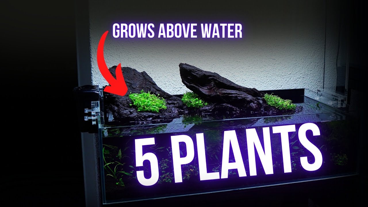 Simple SHALLOW AQUARIUM with ONLY 5 PLANT species | Step by step AQUASCAPING TUTORIAL | EP1