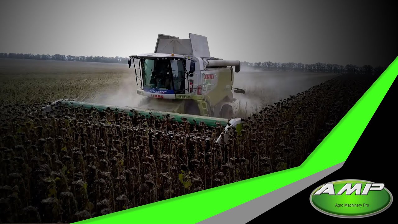 Sunflower harvesting  CLAAS Lexion + Claas Sunspeed.   Збирання соняшнику