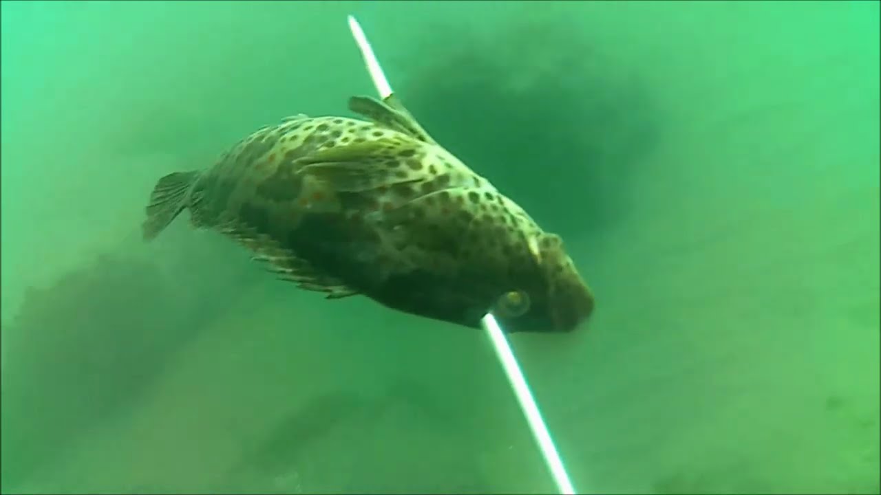 Spearfishing Aceh Season 2026 episode 1