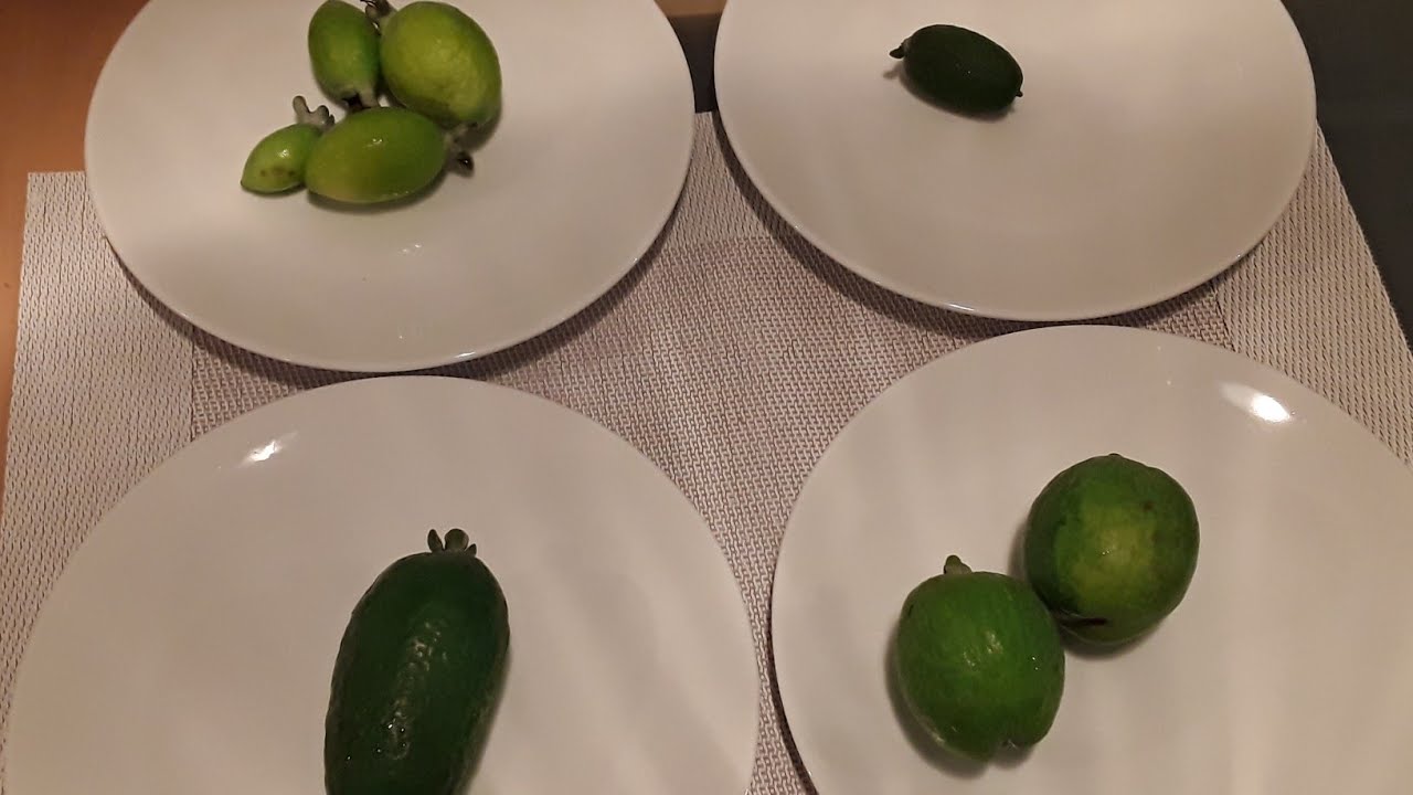 Feijoa / Pineapple Guava detailed tasting video of FOUR varieties including sugar content