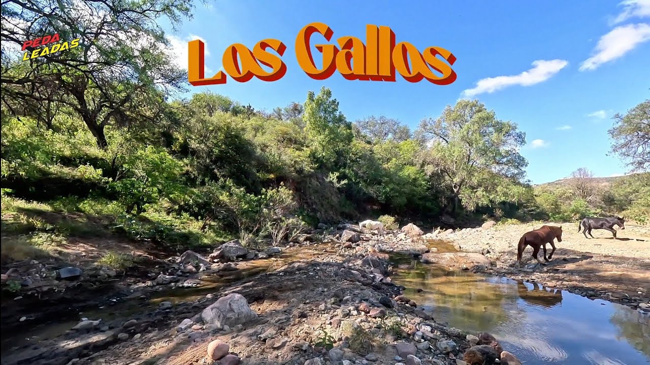 LOS GALLOS   MTB PEDALEADAS LEÓN GTO 
