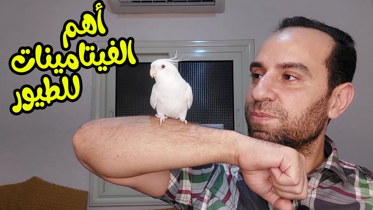 طريقتى فى تقديم الفيتامينات وزيادة الانتاج لطيورى
