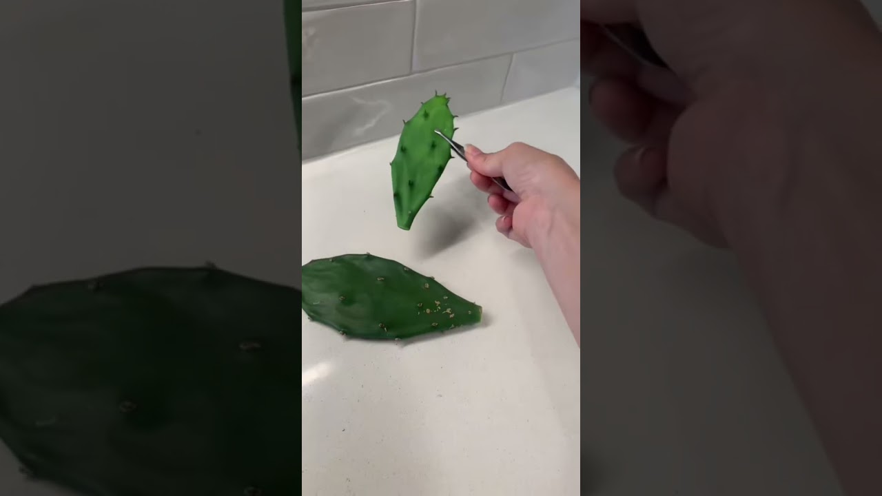 Propagate my prickly pear cactus with me. #propagate #pricklypear #propagatecactus