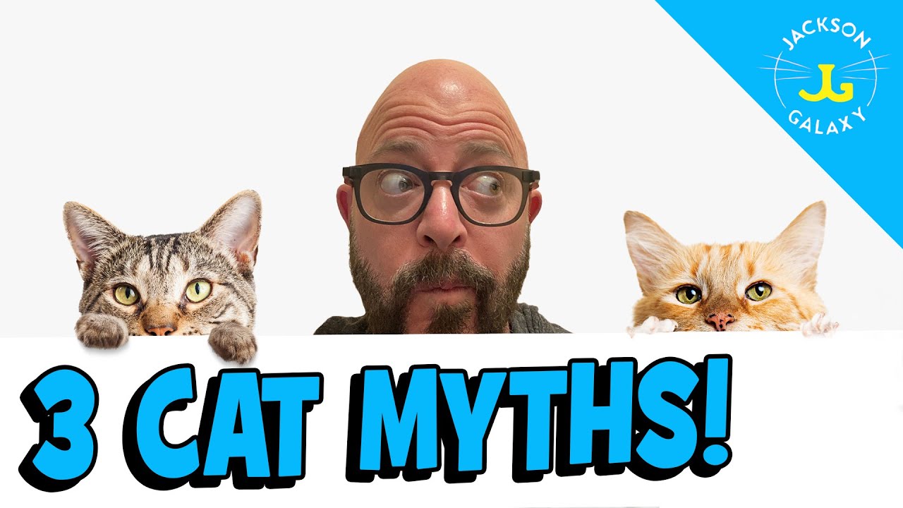 Cat Misconceptions - Busting 3 Big Cat Myths