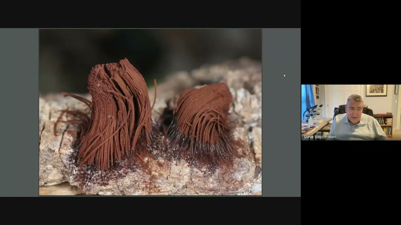 Research on Myxomycetes I Prof. Steven L. Stephenson I University of Arkansas I MycoAsia MasterClass